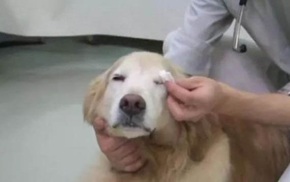 狗狗屢配不孕怎么辦