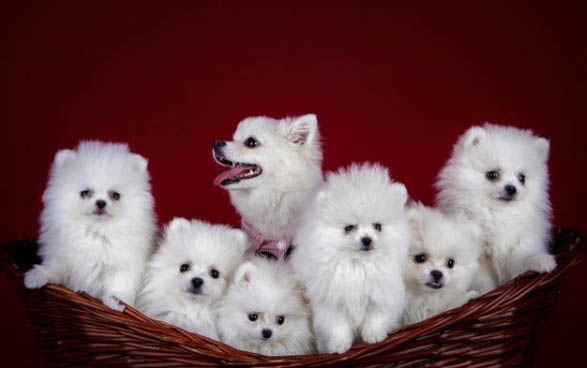 哪里有賣博美犬