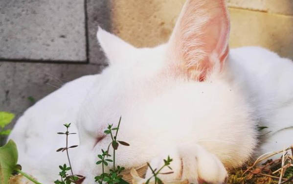 貓咪掉胡須是什么原因