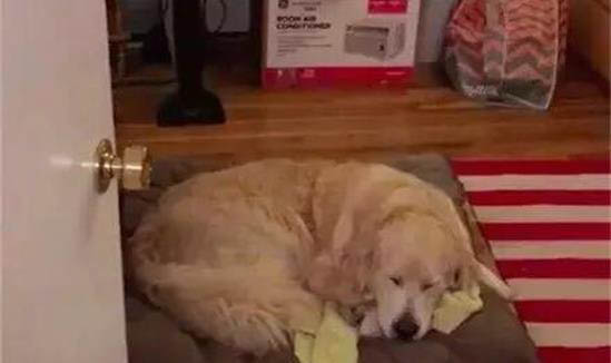打犬瘟單抗多久打疫苗