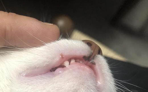 貓的反應速度有多快