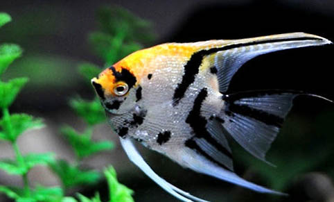 神仙魚能和蝦混養嗎