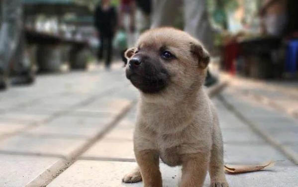 狗狗來月經可以洗澡嗎