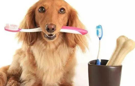 狗狗能不能吃橙子