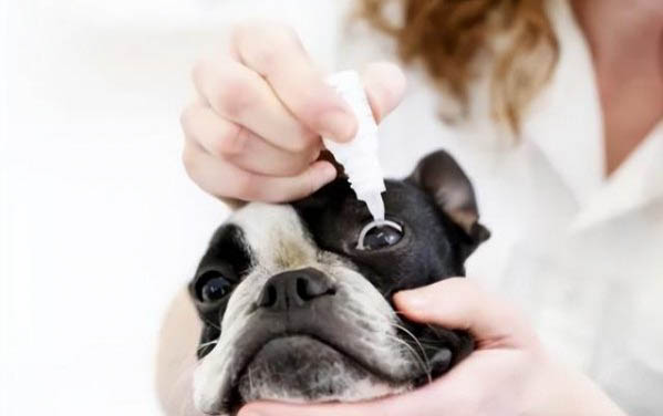 狗狗狂犬疫苗多長時間打一次