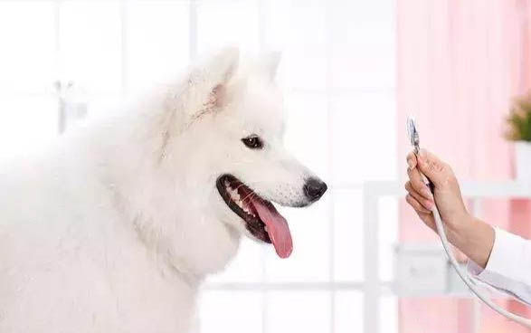 狗狗狗糧哪個牌子好?