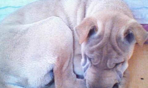 沙皮犬多少錢一只