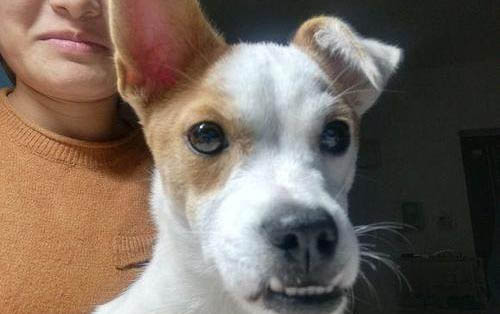 犬瘟得了多久才會(huì)抽搐