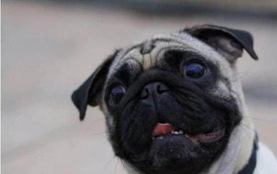 巴哥犬的喂養(yǎng)方法