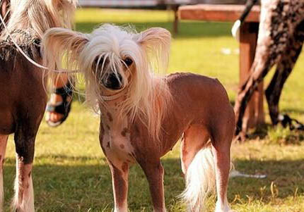 中國冠毛犬飼養有什么注意點