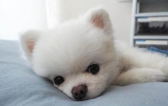 博美犬感冒需要禁食禁水嗎
