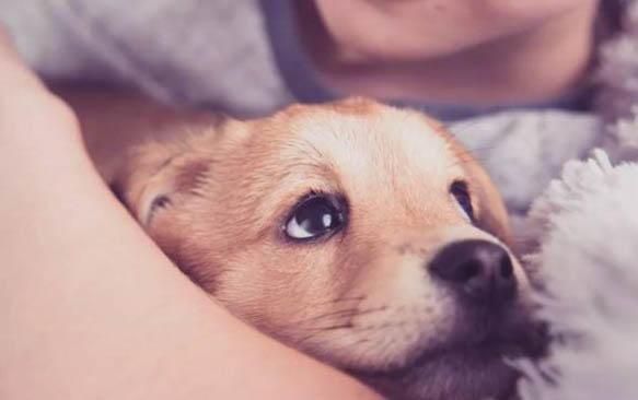 狗感冒了會有口臭么