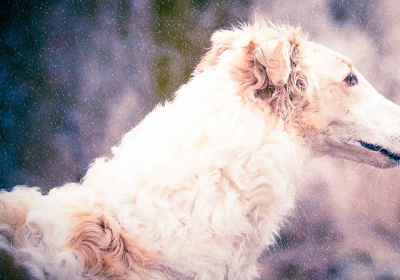 愛爾蘭獵狼犬哪里有賣