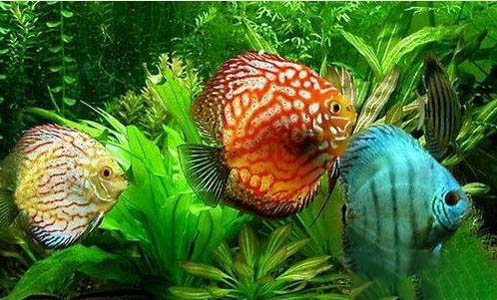 神仙魚可以喂豐年蝦嗎