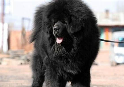 藏獒犬性格