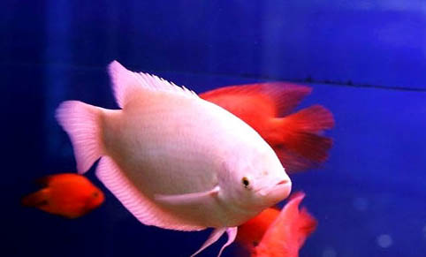 銀龍魚能不能吃魚干
