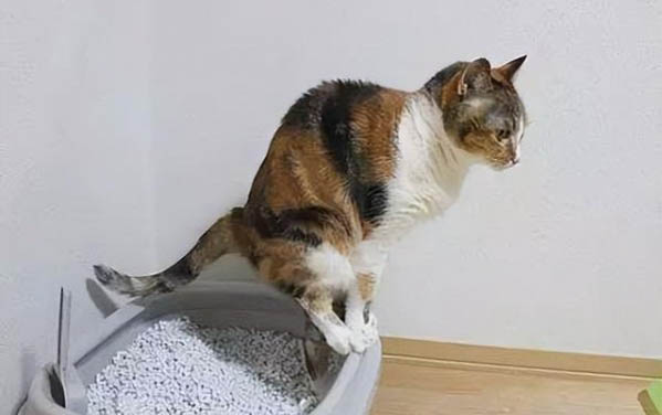 如何辨別貓咪性別?