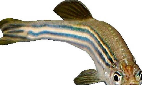 斑馬魚可以冷水養嗎