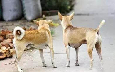 哈利犬和比格犬的區別圖片