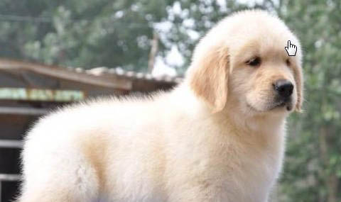 英系金毛犬和美系金毛犬的區(qū)別
