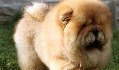 松獅犬尿道炎癥狀表現形式