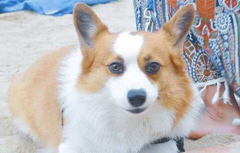 如何辨別柯基幼犬真假?