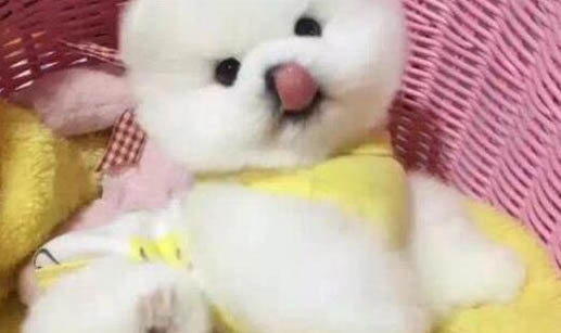 狗狗突然后腿無力站不起來