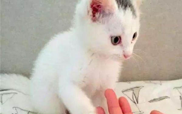 貓咪吐毛球吐不出來怎么辦