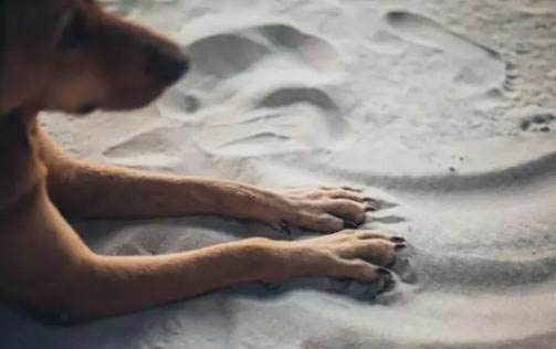 狗可以吃辣條嗎