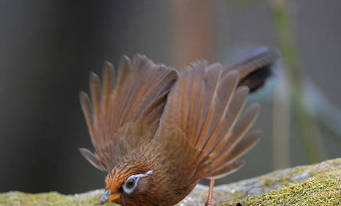 畫眉鳥馴養