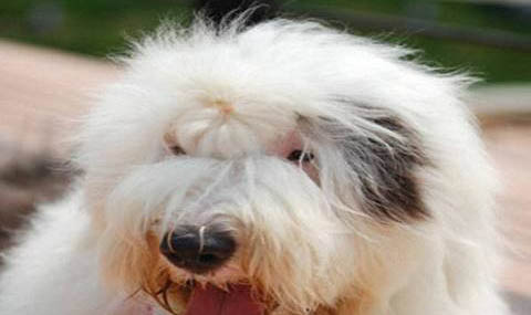 犬瘟一定會經歷三個時期嗎