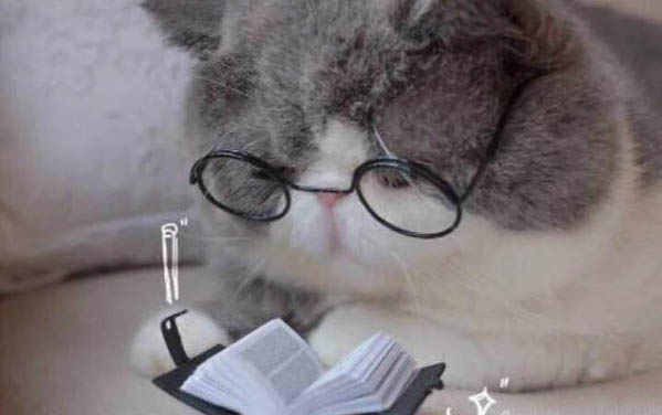 請(qǐng)問貓咪嘔吐的原因及處理方法?