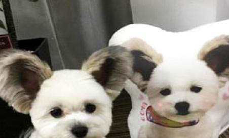 蝴蝶犬的優缺點主要有哪些