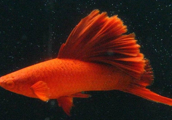 老虎類異形魚的養護方法