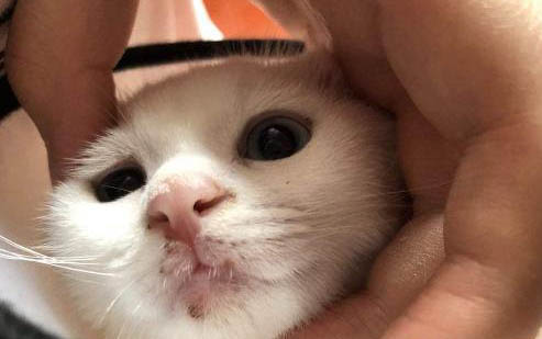 狗狗拉稀是什么原因及處理方法