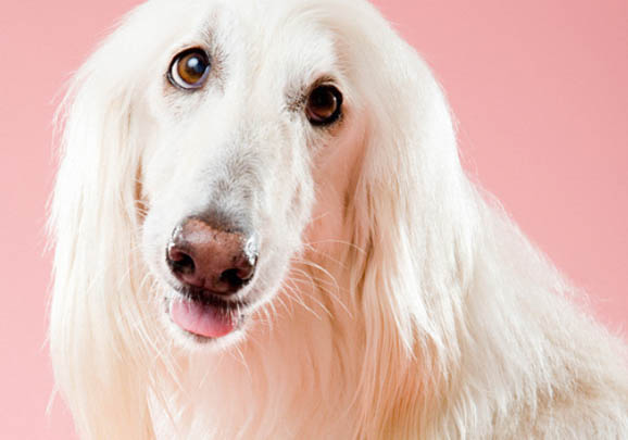 阿富汗獵犬價格是多少