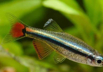 鋸齒是不是食人魚