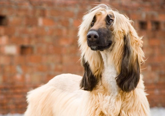 伊比贊獵犬頻繁嘔吐怎么回事