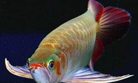 紅龍魚最佳溫度是多少