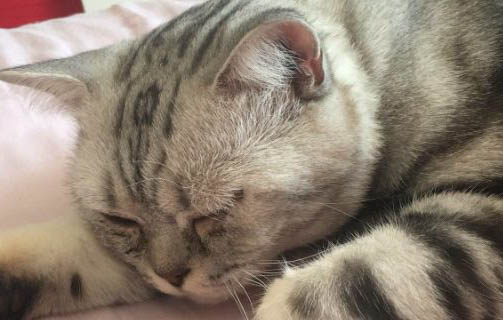 一只貓經常對另一只貓哈氣