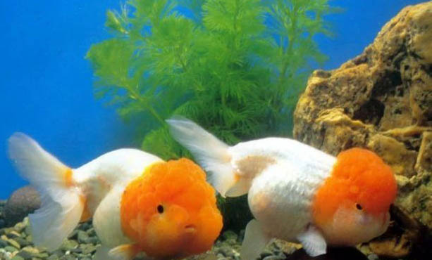 草金魚多久喂一次？