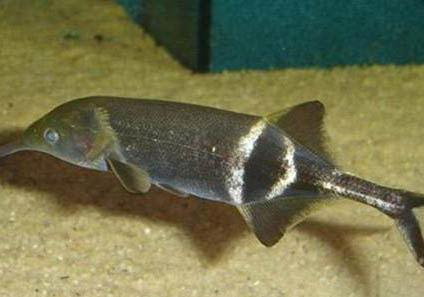 象鼻魚能與什么魚混養(yǎng)