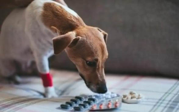 狗狗得黃疸死亡率是不是很高