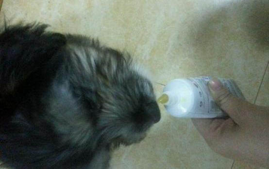 幼犬抽搐是因為什么原因引起的