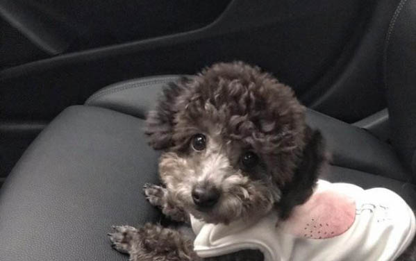 貴賓犬臭的原因及處理方法