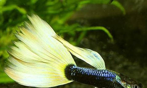 孔雀魚混養需要注意什么