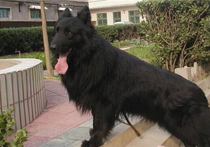 英國古代牧羊犬價格？古牧飼養注意事項有哪些？