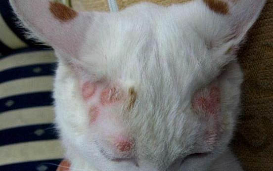 小貓肚子一直咕咕叫