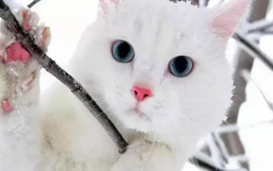 貓咪可以吃熟的板栗嗎？