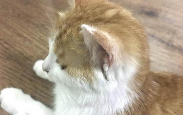 貓咪掉毛怎么辦